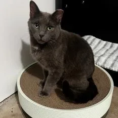 An adult medium-sized female Gray / Blue / Silver Domestic Short Hair cat named Molly for adoption in Oak Park, IL
