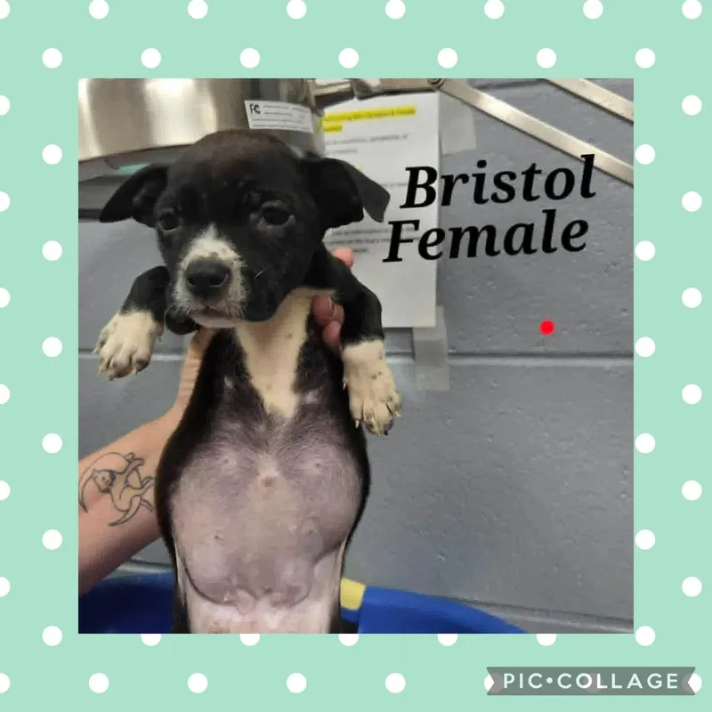 A baby medium-sized female Black Pit Bull Terrier dog named Bristol for adoption in Ringwood, NJ