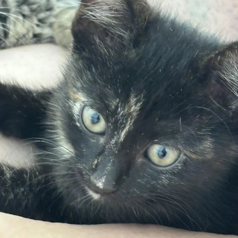 A baby medium-sized female Tortoiseshell cat named Trinity for adoption in Royal Palm Beach, FL