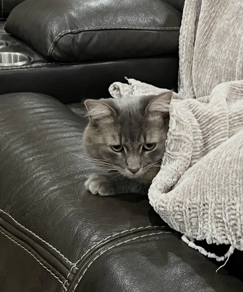 Josie
