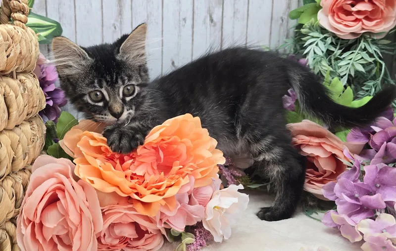 A baby small-sized female Tabby (Brown / Chocolate) Domestic Long Hair cat named Clover for adoption in Ocean Springs, MS