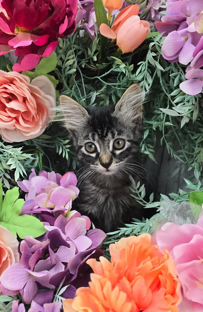 Clover thumbnail 4
