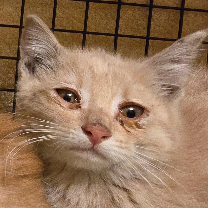 A baby small-sized female Buff / Tan / Fawn Domestic Short Hair cat named Macaroni for adoption in Grantsville, UT
