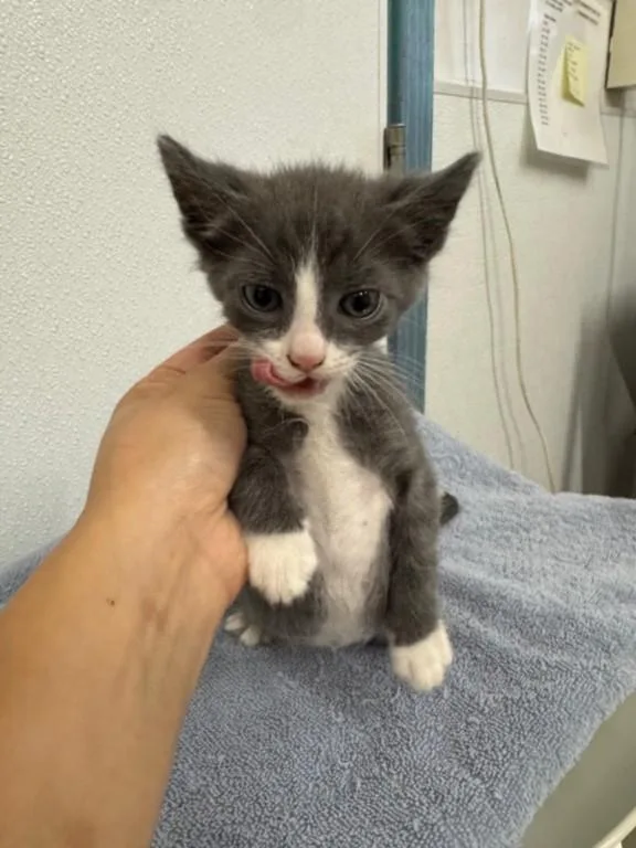 A baby small-sized male Domestic Short Hair cat named Boots for adoption in Hayward, CA