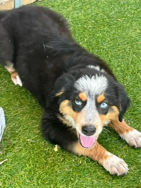A baby medium-sized male Australian Shepherd dog named Bernie for adoption in Manchester, TN