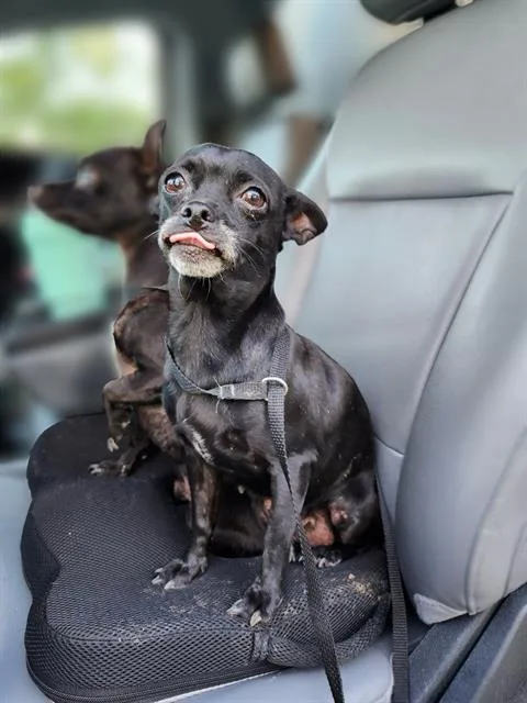A senior small-sized female Chihuahua dog named Sharon for adoption in San Antonio, TX