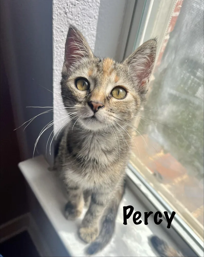 Percy