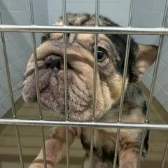 A young medium-sized male Yellow / Tan / Blond / Fawn French Bulldog dog named Hansel for adoption in West Palm Beach, FL