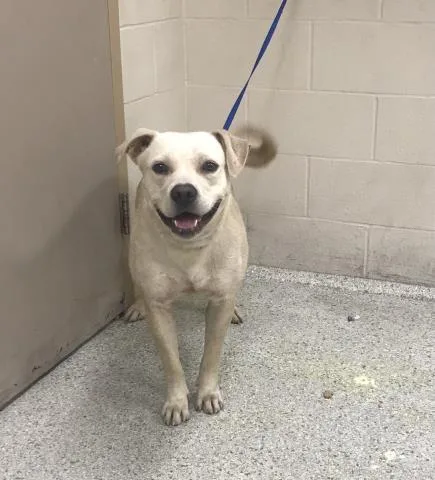 A young large-sized male Pit Bull Terrier dog named A for adoption in Conroe, TX
