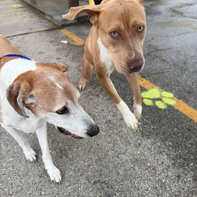 An adult medium-sized male Golden Beagle dog named Bart for adoption in Boulder, CO