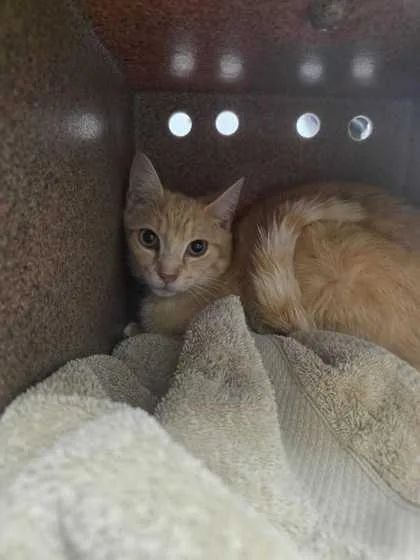 A young small-sized male Domestic Short Hair cat named Frozone for adoption in Sevierville, TN