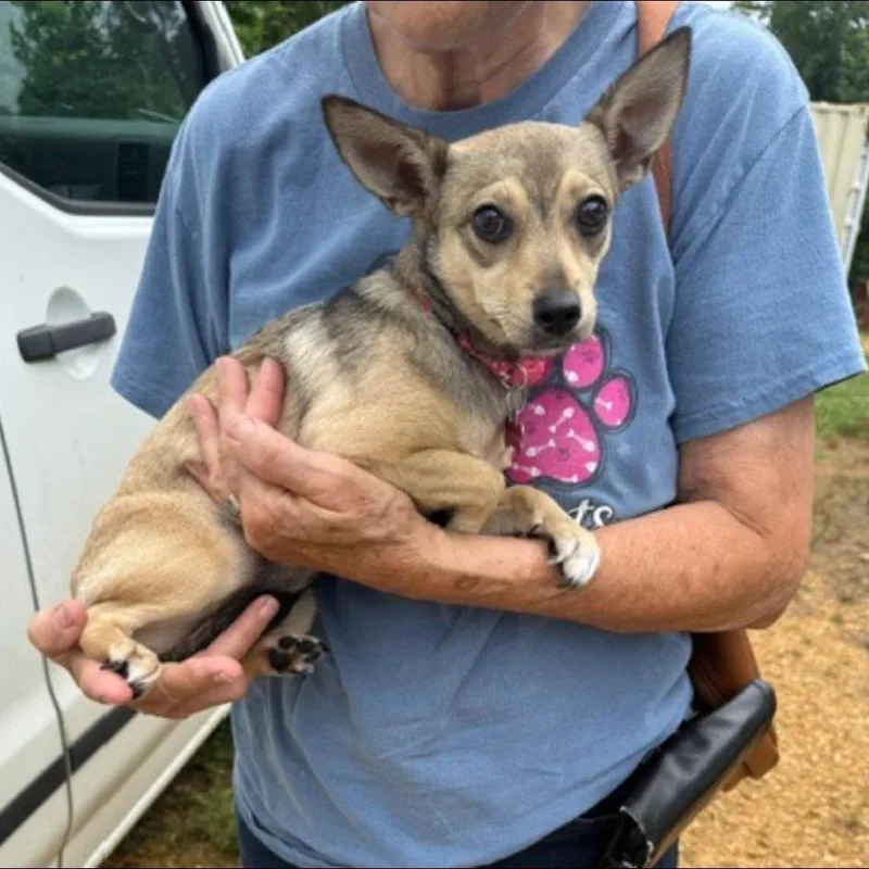 A young small-sized female Gray / Blue / Silver Mixed Breed dog named Molly Pandora for adoption in Alexandria, VA