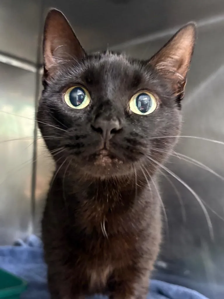 An adult medium-sized female Domestic Short Hair cat named Nimue for adoption in Fall River, MA