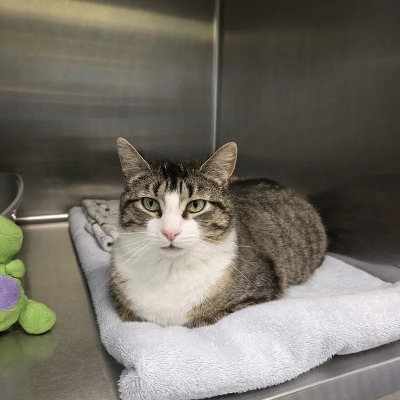 An adult medium-sized male Tabby (Brown / Chocolate) Domestic Short Hair cat named Ollie for adoption in Paris, ME
