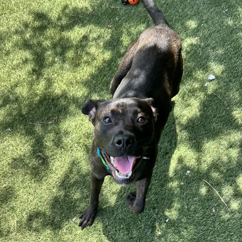 A young medium-sized male Black Pit Bull Terrier dog named Steel for adoption in Newport, NC