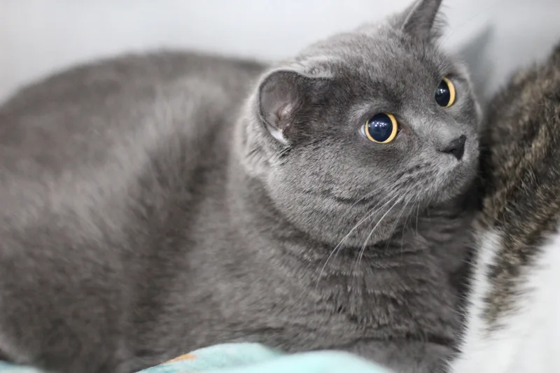 Prudence thumbnail 2