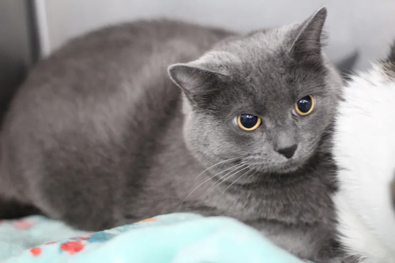 An adult large-sized female Gray / Blue / Silver Domestic Short Hair cat named Prudence for adoption in Ottumwa, IA