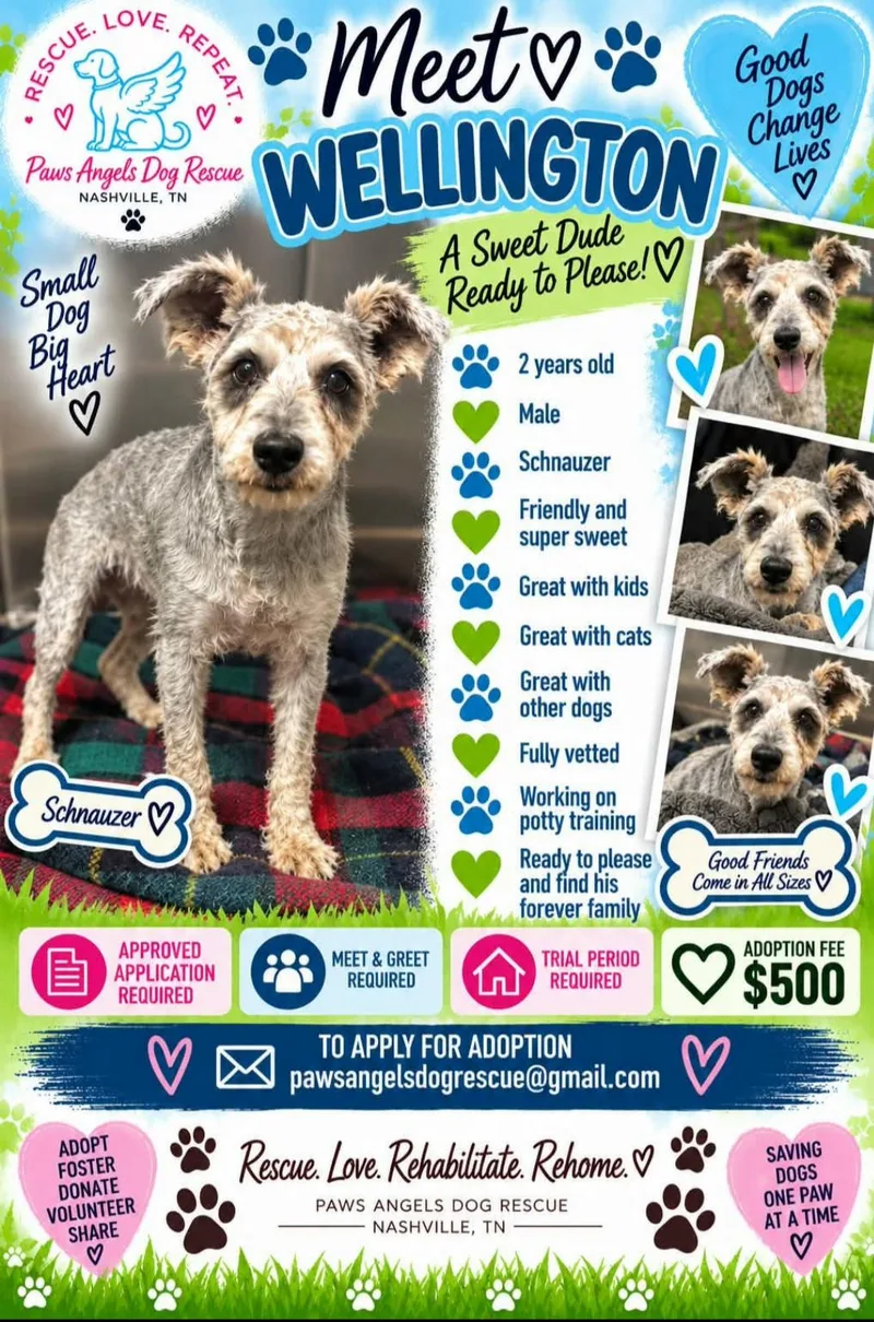 An adult small-sized male Miniature Schnauzer dog named Wellington for adoption in Antioch, TN