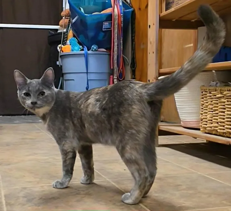 A baby medium-sized female Domestic Short Hair cat named Tinsel for adoption in Sprakers, NY