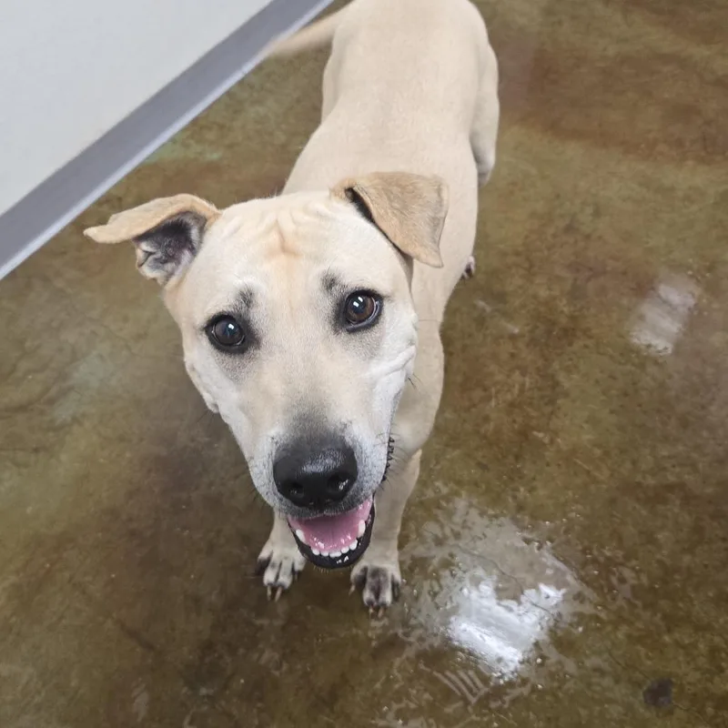 An adult medium-sized female Yellow / Tan / Blond / Fawn Pit Bull Terrier dog named Mary Puppins for adoption in Albuquerque, NM