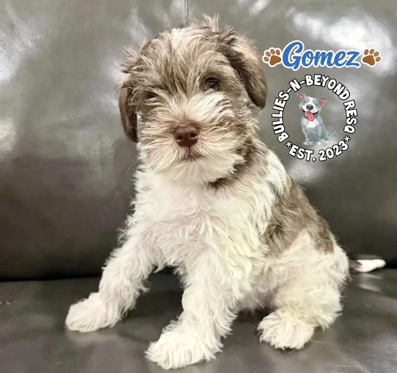 A baby small-sized male Schnauzer dog named Gomez for adoption in Omaha, NE