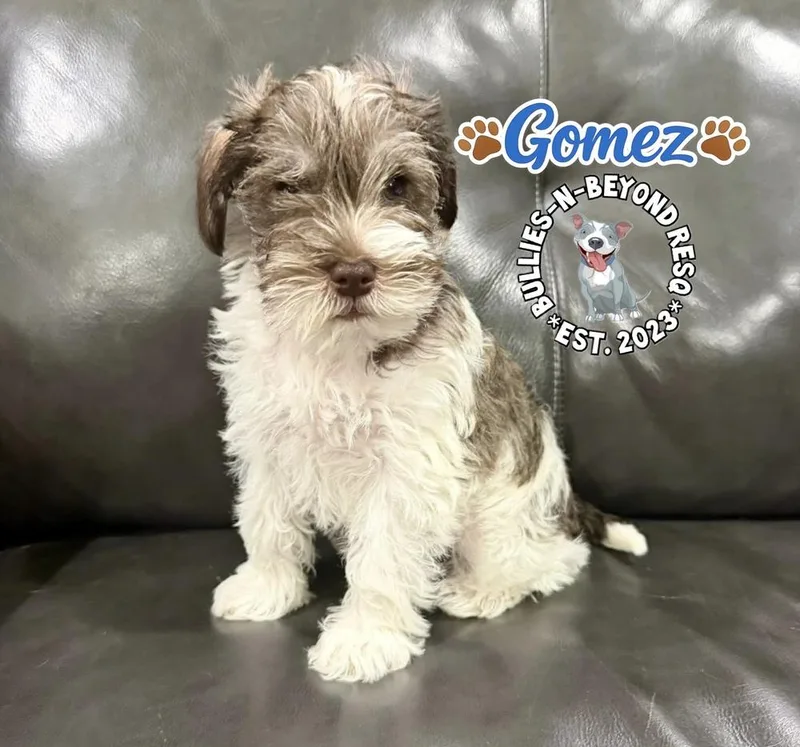 Gomez thumbnail 2