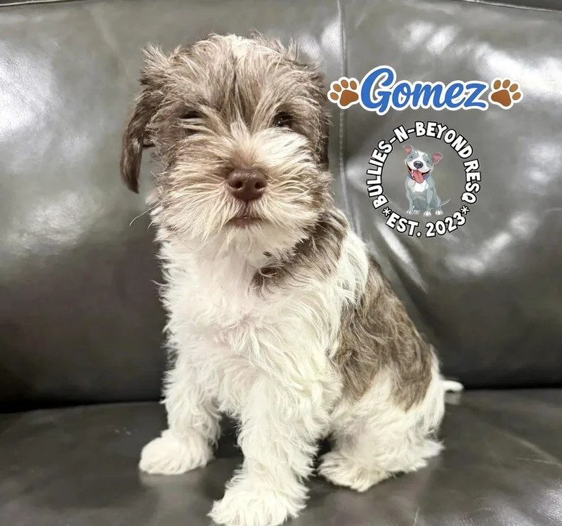 Gomez thumbnail 3