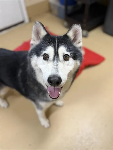 An adult large-sized female Siberian Husky dog named Missy for adoption in Chula Vista, CA