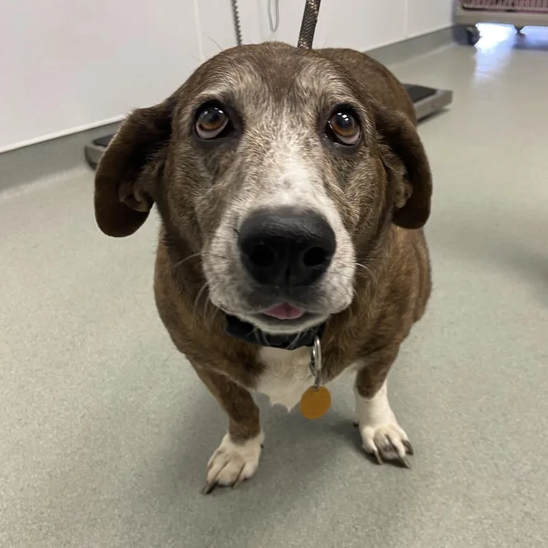 A senior medium-sized female Brown / Chocolate Basset Hound dog named Sadie for adoption in Abilene, TX