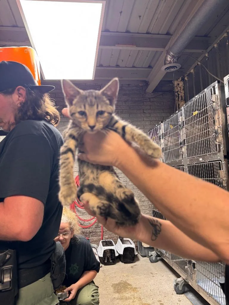 A baby medium-sized female Domestic Short Hair cat named Serene for adoption in Shelbyville, TN