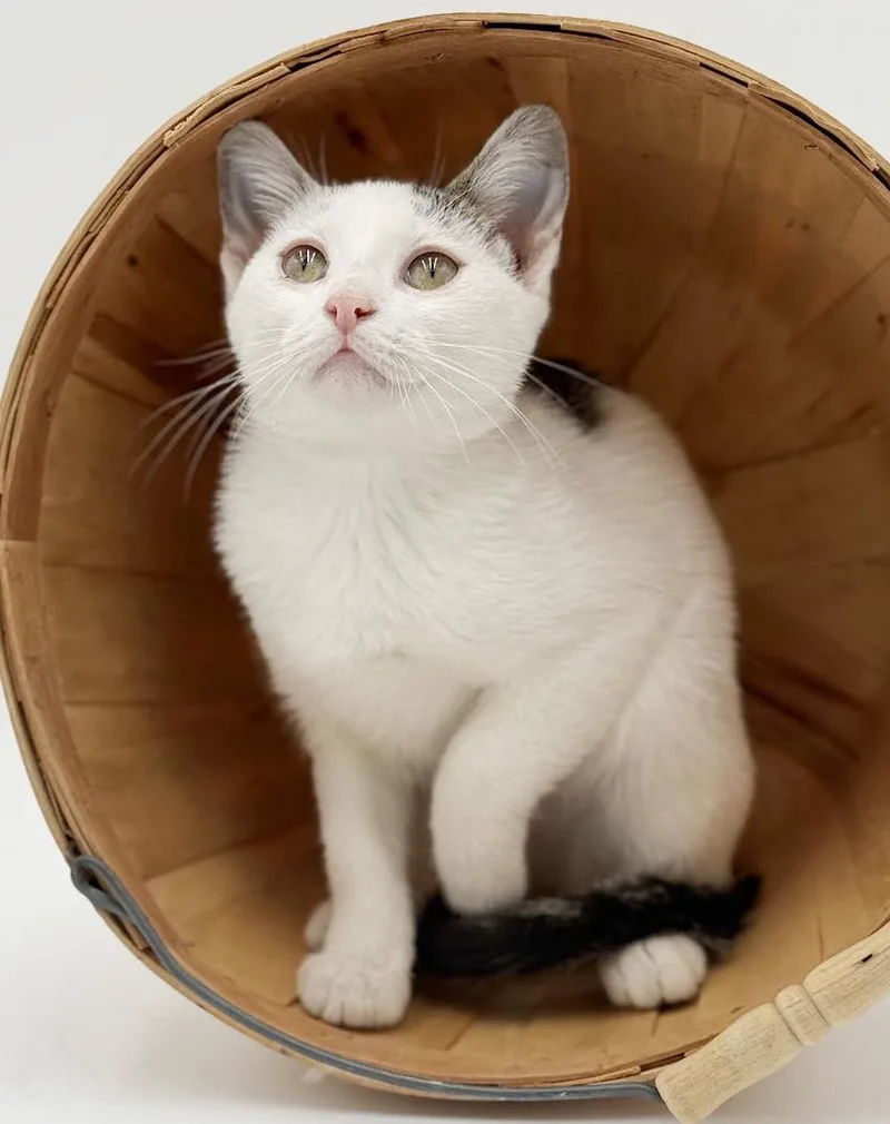 Polka Is Polka Dotted thumbnail 2