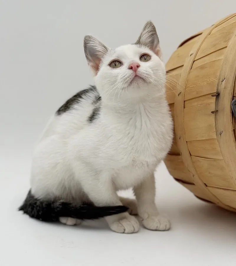 Polka Is Polka Dotted thumbnail 3