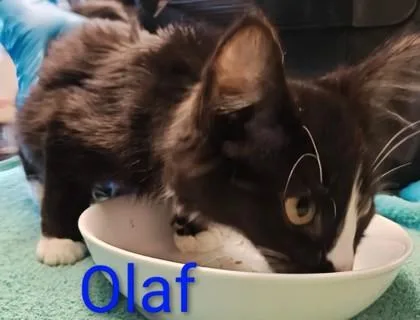 A young medium-sized male Domestic Medium Hair cat named Olaf for adoption in Kansas City, MO