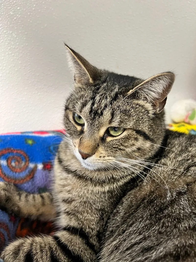A young medium-sized female Tabby (Brown / Chocolate) Domestic Short Hair cat named Sweetie for adoption in Gouverneur, NY