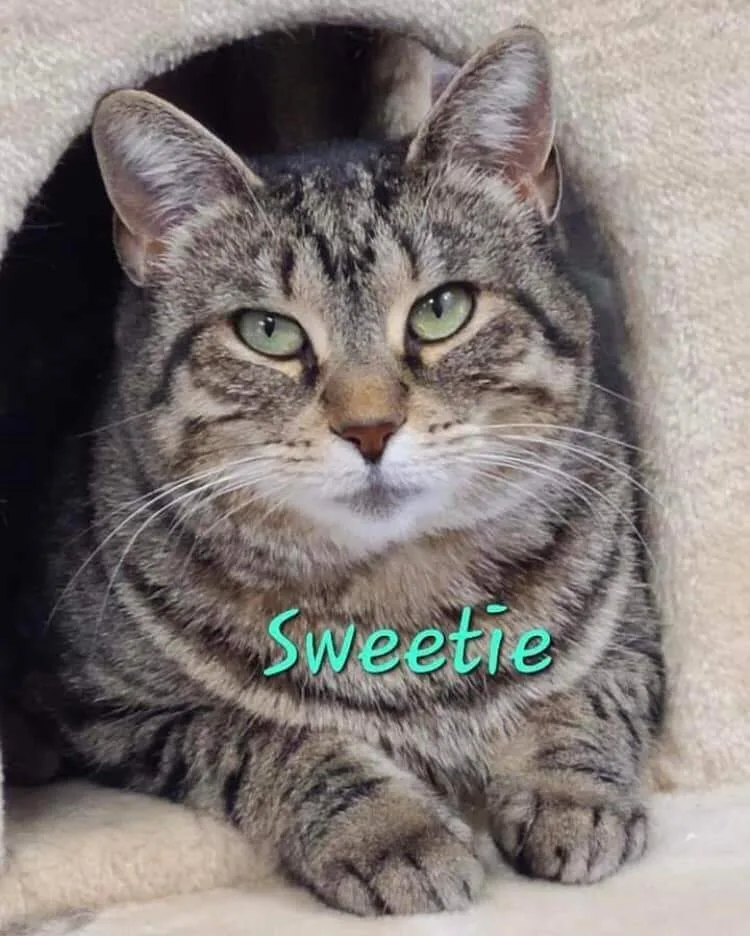 Sweetie thumbnail 2