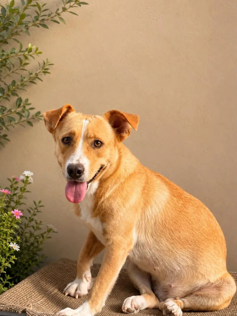 An adult medium-sized female Golden Jack Russell Terrier dog named Bonnie for adoption in Media, PA