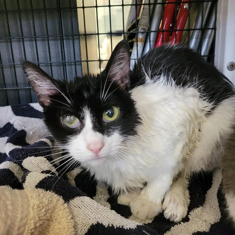 A young small-sized female Black Domestic Short Hair cat named Milkshake for adoption in Ruckersville, VA