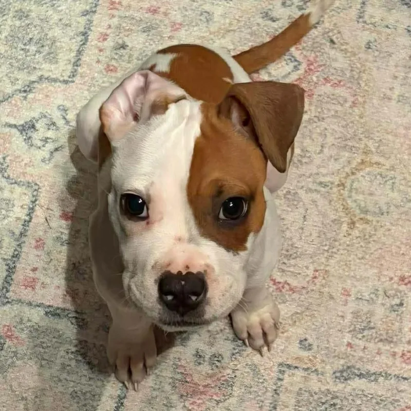 A baby medium-sized female Brown / Chocolate Pit Bull Terrier dog named Annabell for adoption in Griswold, CT