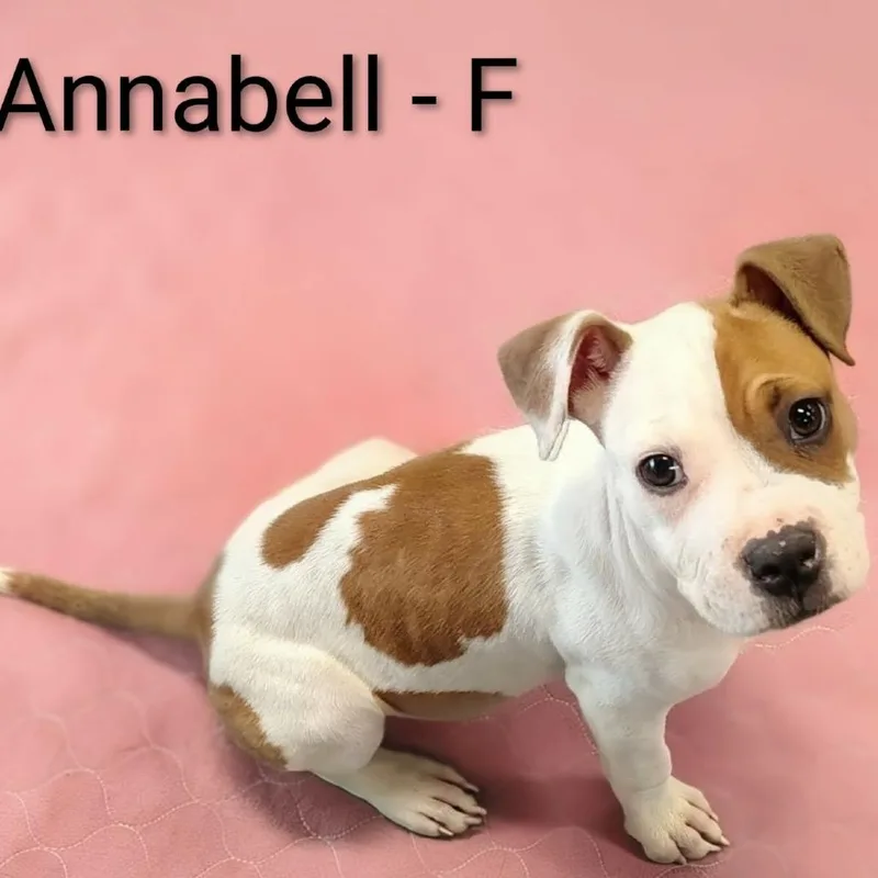 Annabell thumbnail 2