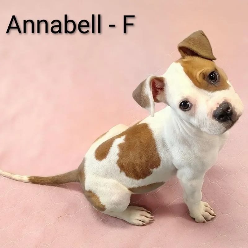 Annabell thumbnail 3