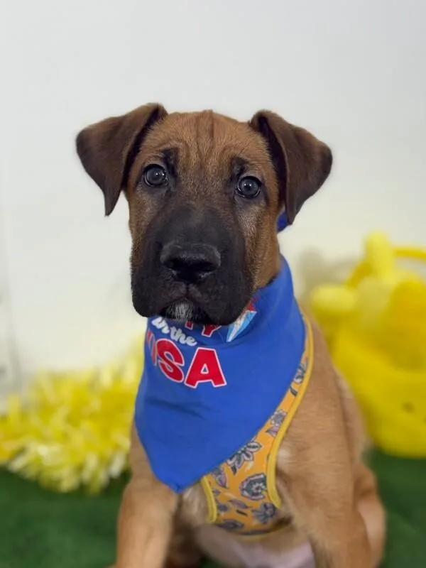 A baby medium-sized male Brown / Chocolate Belgian Shepherd / Malinois dog named Louie for adoption in Carlsbad, CA