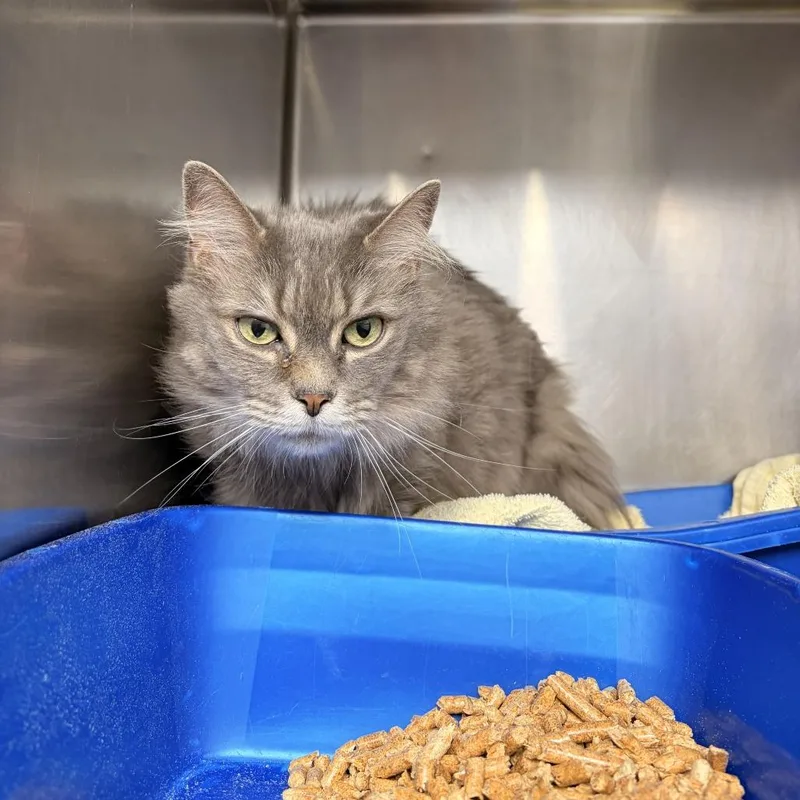 An adult medium-sized female Gray / Blue / Silver Domestic Medium Hair cat named Seraphina for adoption in Franklin, NC