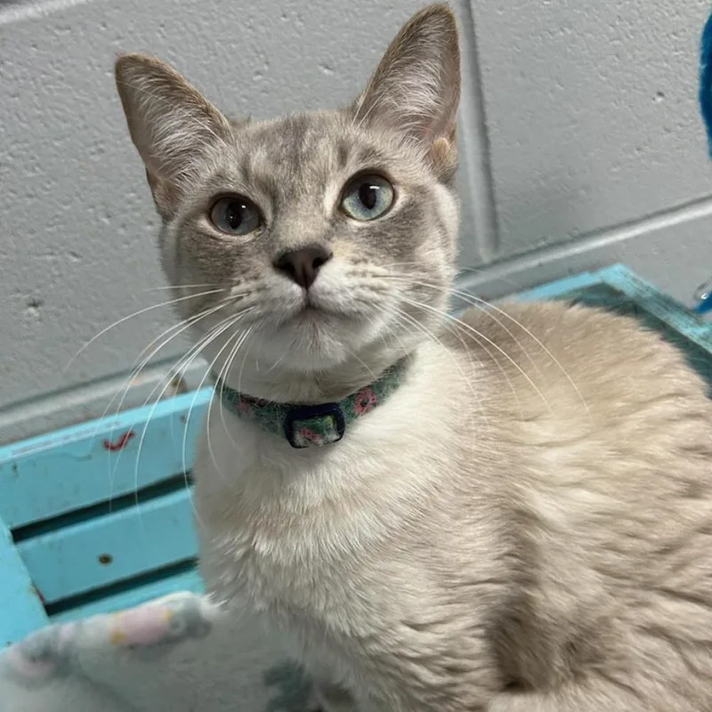 An adult small-sized female White Domestic Short Hair cat named Ivory for adoption in Enterprise, AL