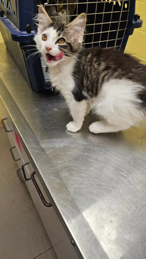 A baby small-sized female Domestic Medium Hair cat named Feline dion for adoption in Crossville, TN