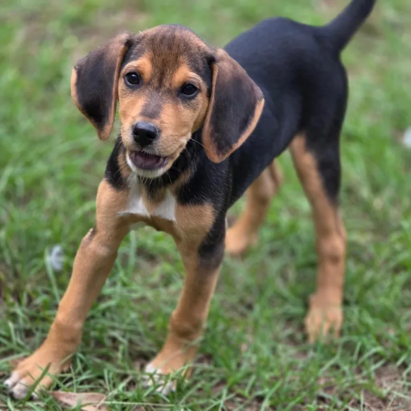 A baby medium-sized male Tricolor (Brown, Black, & White) Hound dog named Jack for adoption in Wiggins, MS