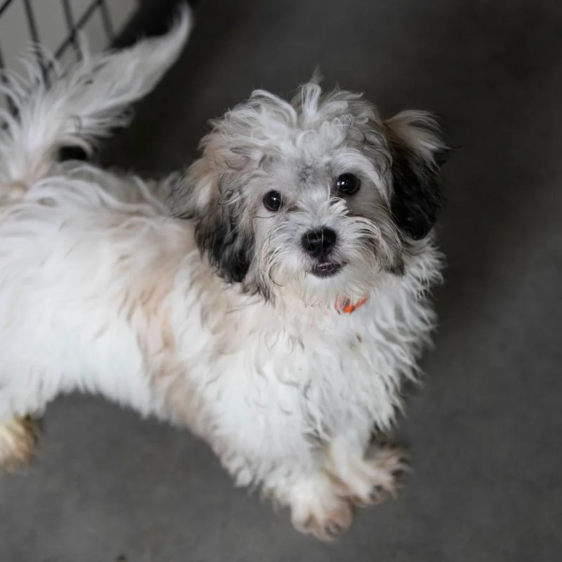 A baby small-sized male White / Cream Shih Tzu dog named Jack for adoption in Peyton, CO