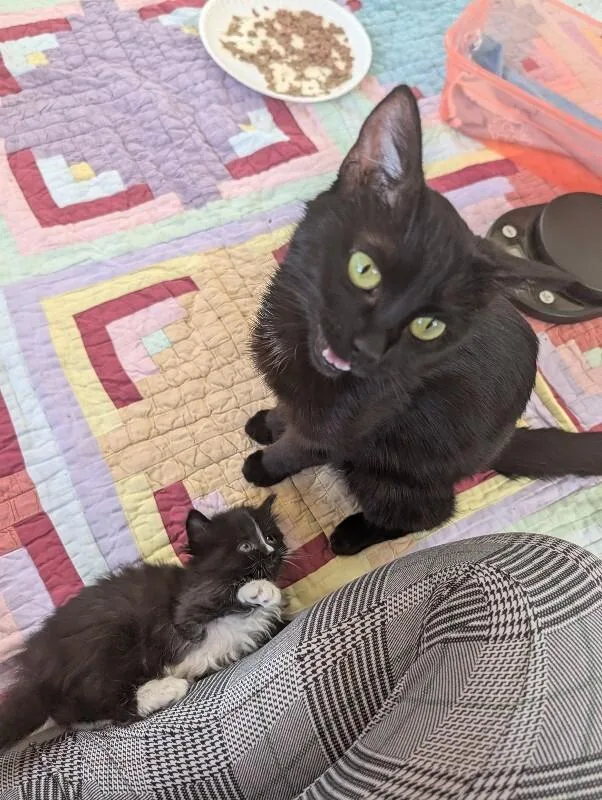 Ms. Spaghetti thumbnail 3