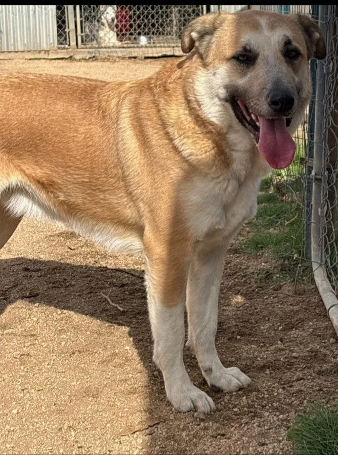 An adult medium-sized male Saint Bernard dog named Astro for adoption in Mentone, CA