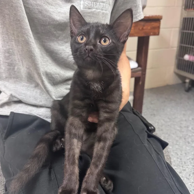 A baby small-sized male Black Domestic Short Hair cat named Lovelace for adoption in Middleburg, FL