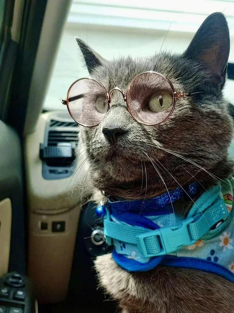 A senior large-sized female Gray / Blue / Silver Domestic Short Hair cat named Cinder for adoption in BLACK MOUNTAIN, NC